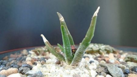 Ariocarpus agavoides ssp. sanluisensis