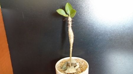Winter grower: Idria (Fouquieria) columnaris
