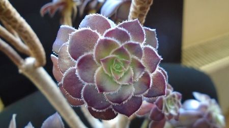 Aeonium arboreum v. atropurpureum cv. Schwarzkopf