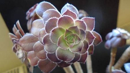 Aeonium arboreum v. atropurpureum cv. Schwarzkopf