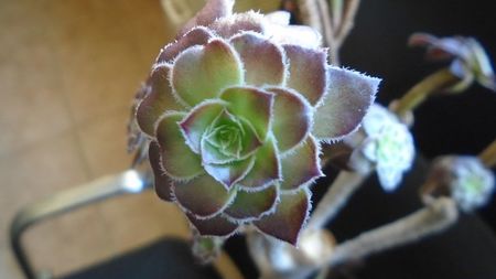 Aeonium arboreum v. atropurpureum cv. Schwarzkopf