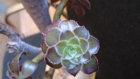 Aeonium arboreum v. atropurpureum cv. Schwarzkopf