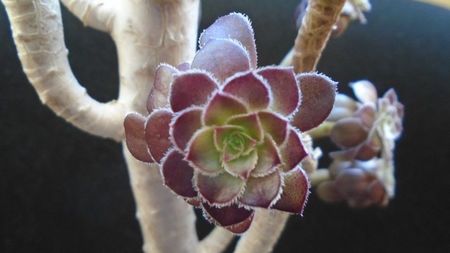 Aeonium arboreum v. atropurpureum cv. Schwarzkopf