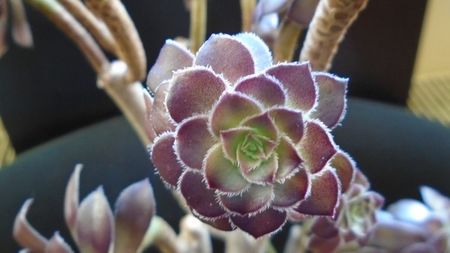 Aeonium arboreum v. atropurpureum cv. Schwarzkopf