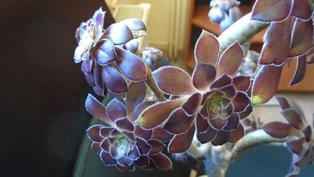 Aeonium arboreum v. atropurpureum cv. Schwarzkopf