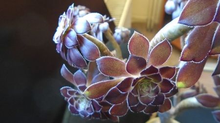 Aeonium arboreum v. atropurpureum cv. Schwarzkopf