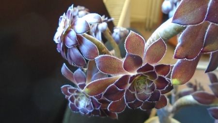 Aeonium arboreum v. atropurpureum cv. Schwarzkopf