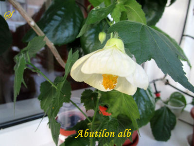 Abutilon alb(9-02-2020)