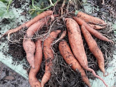 Cartof Dulce-Ipomoea batatas rezultat dintr-un lastar plantat intr-un sac de iuta in 13.08.2019 si r