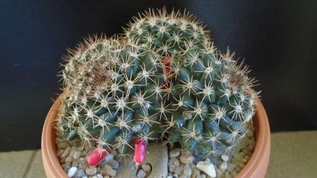 Mammillaria mammillaris; Originara din Venezuela si insulele adiacente
