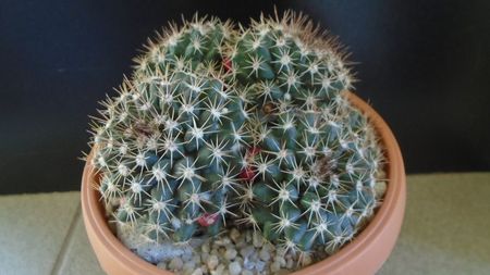 Mammillaria mammillaris; Originara din Venezuela si insulele adiacente
