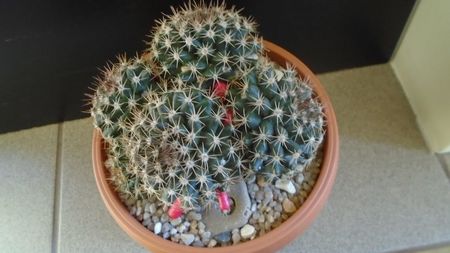 Mammillaria mammillaris; Originara din Venezuela si insulele adiacente
