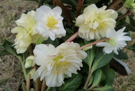 Helleborus_Snow_Frills