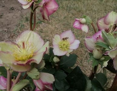 helleborus Ice N’ Roses CARLOTTA