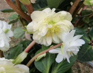 Helleborus_Snow_Frills