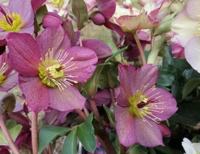 helleborus Ice N Roses Red