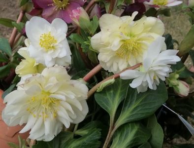 Helleborus_Snow_Frills