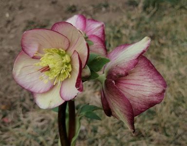 helleborus Ice N’ Roses CARLOTTA