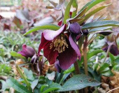 Helleborus orientalis Metallic Blue Lady