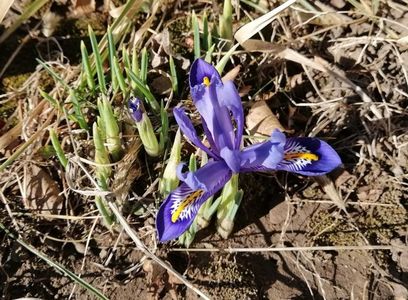24 feb, iris reticulata harmony