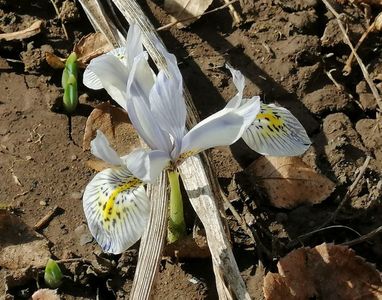 iris reticulata katharine hodgkin