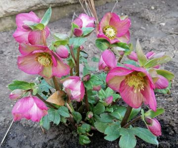 helleborus Ice N Roses Rose