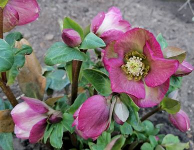 helleborus Ice N Roses Rose