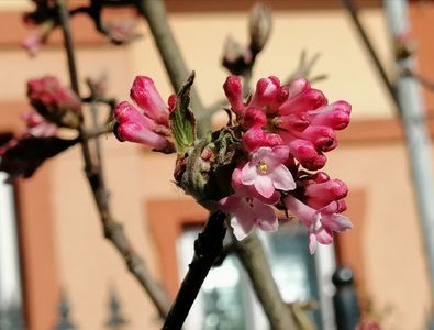 viburnum bodnantense..primele flori   :)