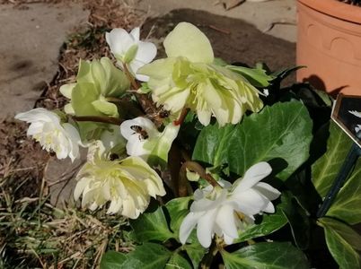 Helleborus_Snow_Frills