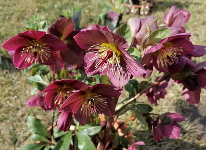 helleborus Ice N Roses Red