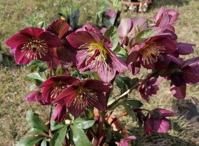 helleborus Ice N Roses Red