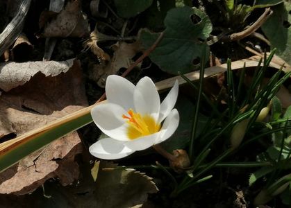 crocus chrysanthus ard schenk