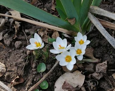 crocus chrysanthus ard schenk