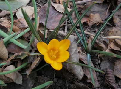 crocus crysanthus dorothy