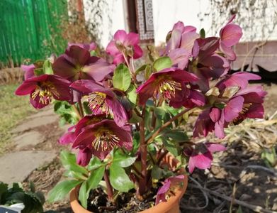 helleborus Ice N Roses Red