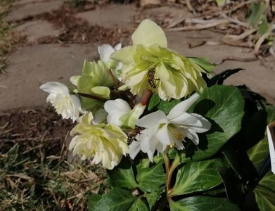 Helleborus_Snow_Frills