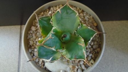 Agave titanota f. aureomarginata; replantata in 27 febr. 2020
