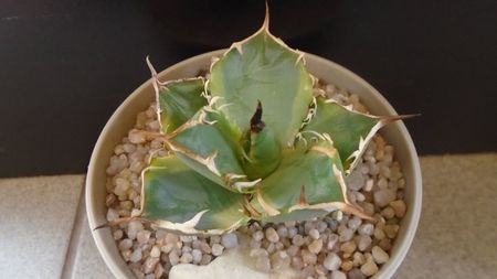 Agave titanota f. aureomarginata; replantata in 27 febr. 2020
