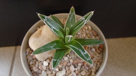 Agave victoriae-reginae; replantata in 27 febr. 2020
