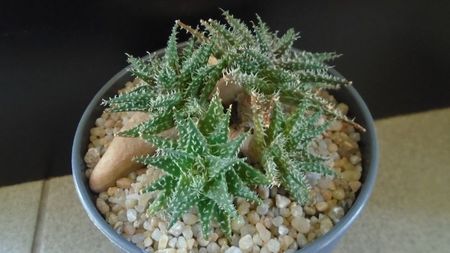 Aloe cv. Pepe; replantata in 26 febr. 2020
