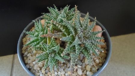 Aloe cv. Pepe; replantata in 26 febr. 2020
