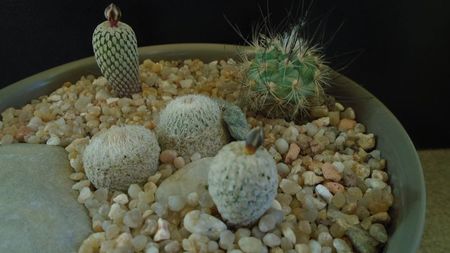 Grup de 5 cactusi; Turbinicarpus valdezianus 
Turbinicarpus pseudopectinatus 
Turbinicarpus viereckii              
Epithelantha greggii (2 ex.)
