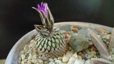 Turbinicarpus pseudopectinatus