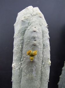 Euphorbia Abdel Kuri
