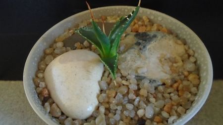 Agave utahensis; replantata in 29 febr. 2020

