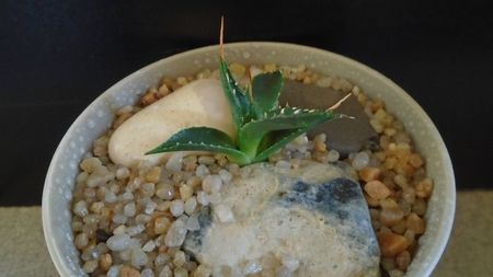 Agave utahensis; replantata in 29 febr. 2020
