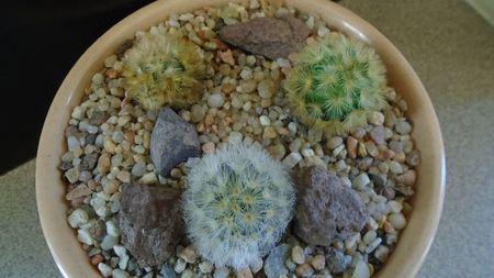 Grup de 3 Mammillaria carmenae; Mammillaria carmenae (2 ex.)
Mammillaria carmenae rubrispina
