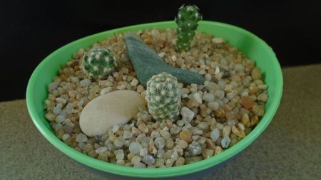 Grup de 3 Mammillaria saboae; Mammillaria saboae ssp. haudeana
Mammillaria saboae ssp. goldii
Mammillaria saboae
