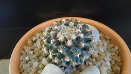 Pediocactus knowltonii; Hardy pana la -25C
