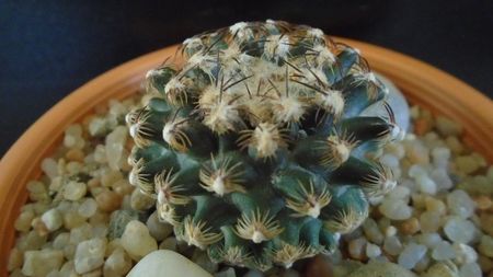 Pediocactus knowltonii; Hardy pana la -25C
